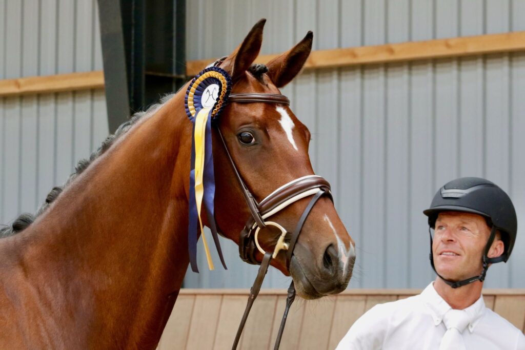 medaljevindende Hest på stutteri i Nordsjælland