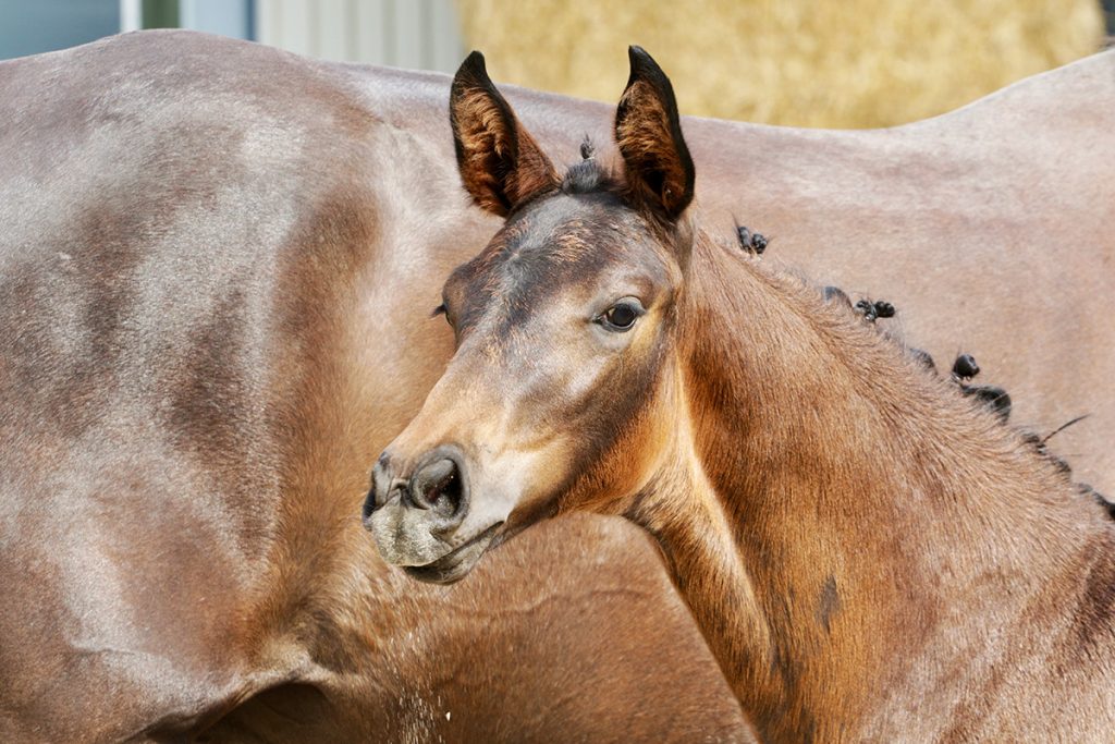 Dupont hest på stutteri i sjælland