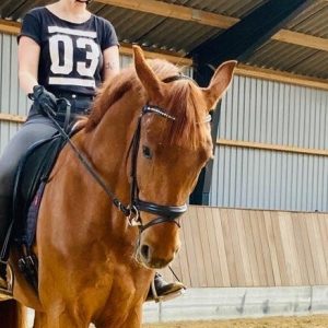 Hest på stutteri i Nordsjælland
