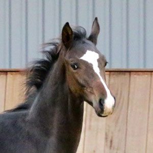 Fabio